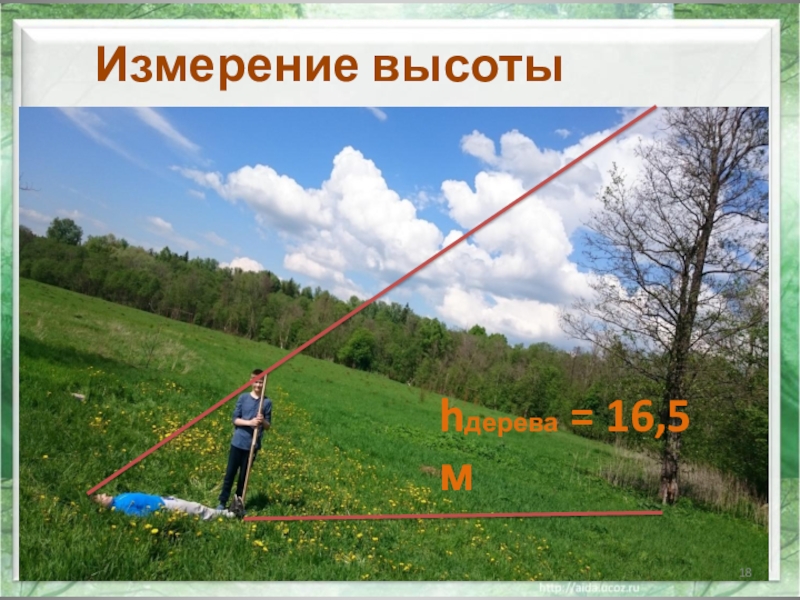 Измерение высоты. Измерение высоты дерева. Измерение высоты здания по. Мера высоты. Измерение высоты дерева фото.