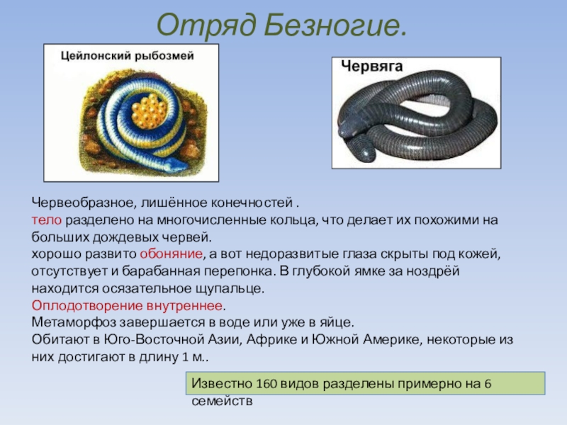 Презентация на тему земноводные 7 класс по биологии