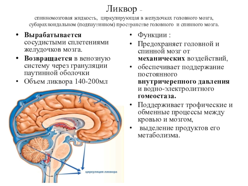 Ликворные изменения мозга. Система циркуляции спинномозговой жидкости. Физиология циркуляции ликвора. Субарахноидальное пространство спинномозговая жидкость. Циркуляция ликвора анатомия схема.