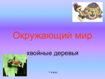 Хвойные деревья