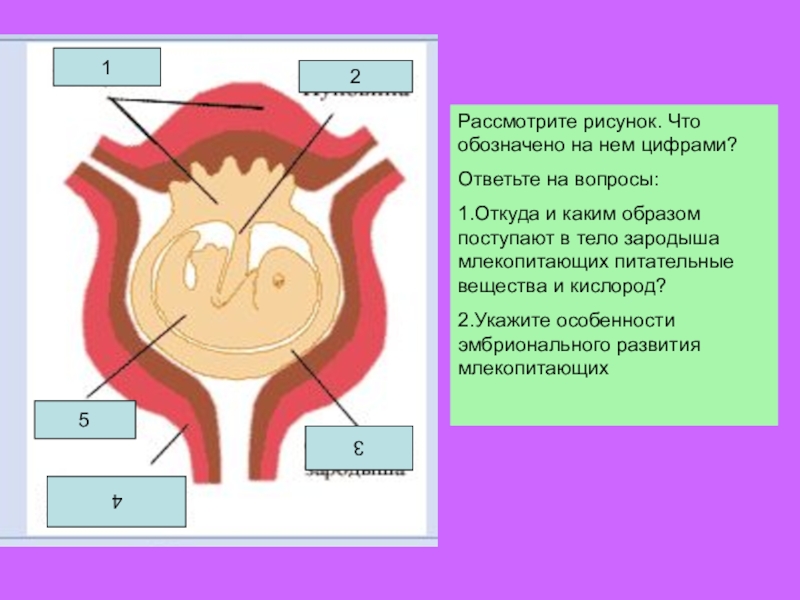 Каким образом поступает. Укажите особенности зародыша млекопитающих. Укажите особенности развития зародыша млекопитающих. Размножение млекопитающих. Чтобы эмбрион млекопитающих получил кислород и питательные вещества.