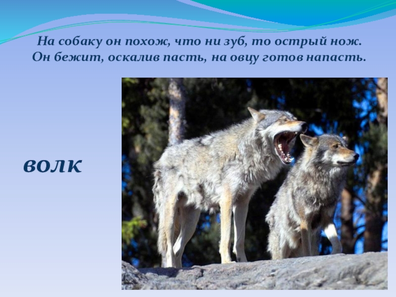 Волк презентация. Волк для презентации. Волк слайд. Презентация окружающий мир волк. Длина волка.