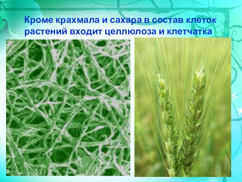 В клетках растений целлюлоза выполняет. Сахара в растительной клетке. Целлюлоза входит в состав клетки.... Образование сахара и крахмала в растениях. Кроме крахмала и сахара в состав клеток растений входит.