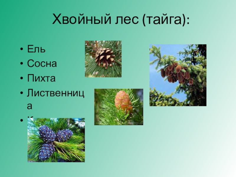 Ель пихта лиственница. Ель пихта сосна кедр лиственница. Ель сосна кедр пихта Тайга. Ель сосна пихта. Ель сосна пихта лиственница.