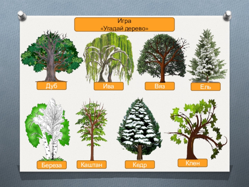 Определение дерева по фото онлайн бесплатно