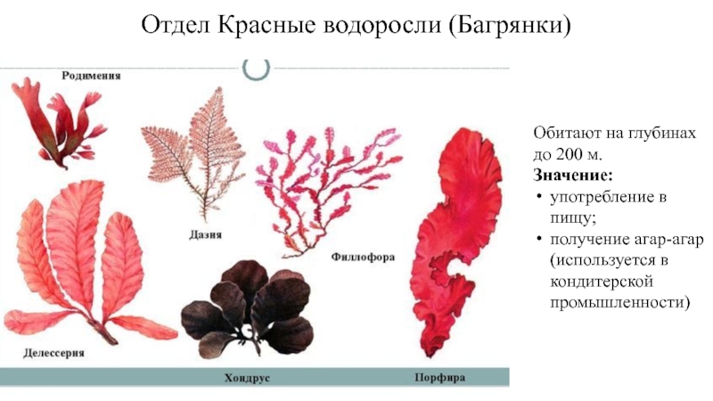 Отдел Красные водоросли (Багрянки)Обитают на глубинах до 200 м.Значение: употребление в пищу;получение агар-агар (используется в кондитерской промышленности)