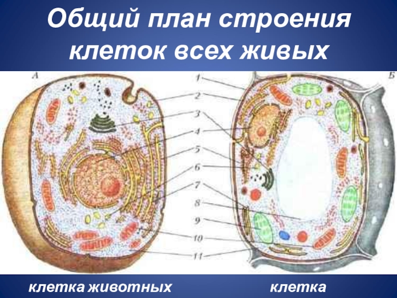 Животная клетка и растительная клетка рисунок