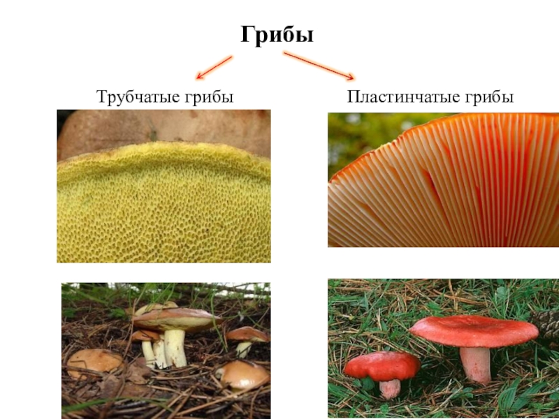 Какие съедобные грибы относятся к группе пластинчатых. Шляпочные и пластинчатые грибы. Шляпочные пластинчатые грибы съедобные. Грибы Шляпочные и трубчатые. Шляпочные грибы несъедобные грибы.