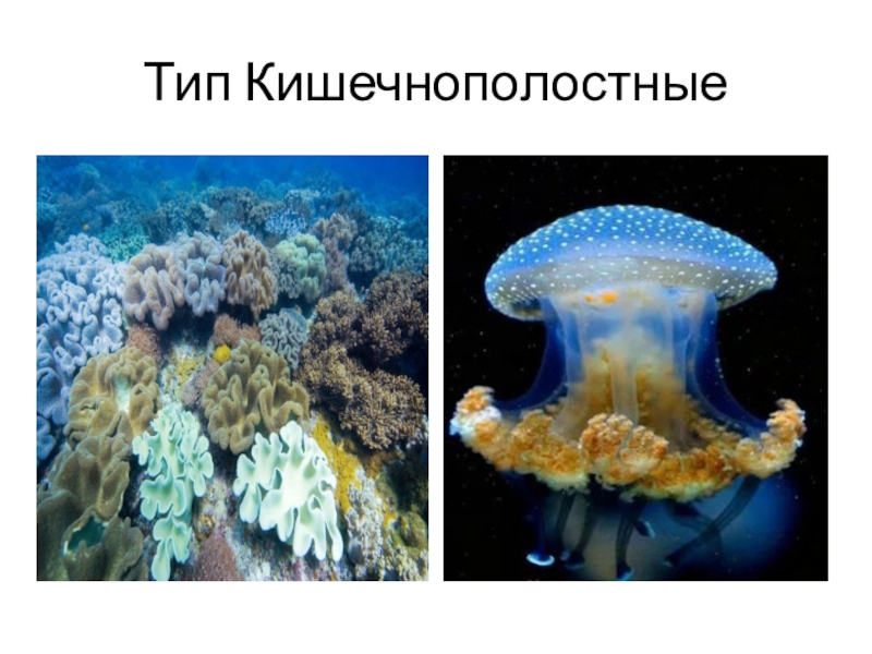 Морские кишечнополостные презентация