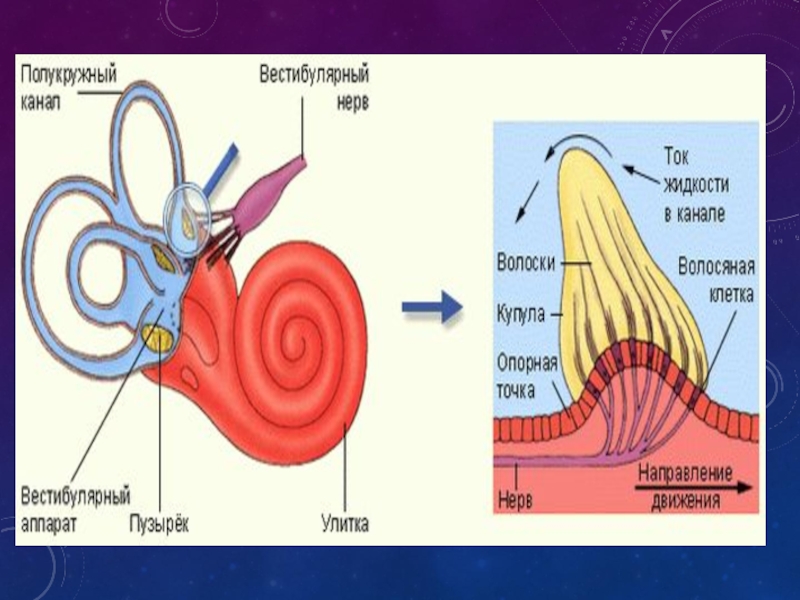 Слуховой и вестибулярный анализаторы 8 класс презентация