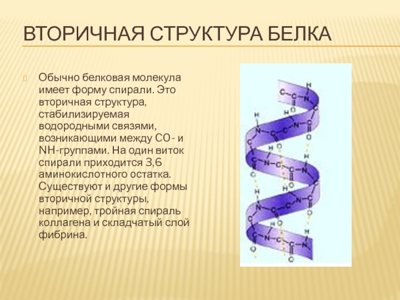 Вторичная молекула белка. Альфа спираль вторичной структуры белка. Спиралевидная структура белка. Водородные связи во вторичной структуре белка. Вторичная структура молекулы белка.