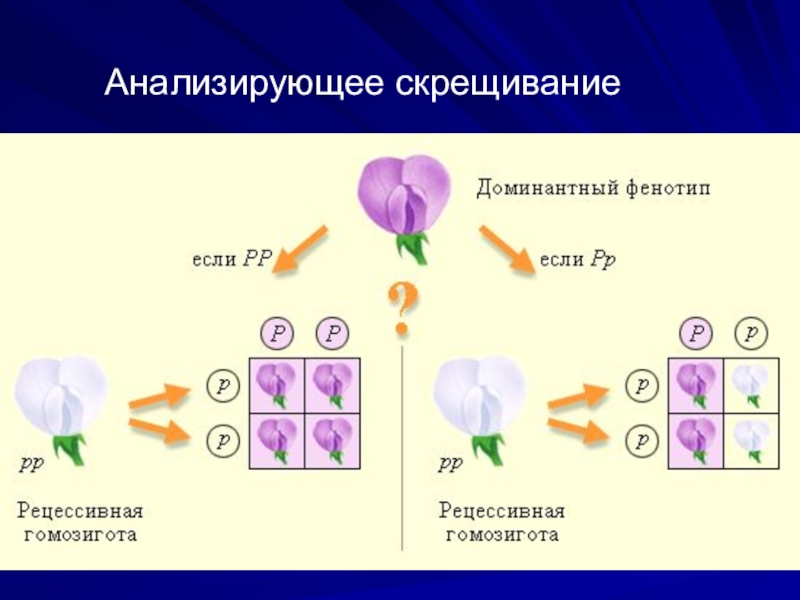 Анализирующее скрещивание практическое значение. Анализирующее дигибридное скрещивание. Анализирующее скрещивание. Анализирующее скрещивание цветы гороха. Анализирующее скрещивание пример.