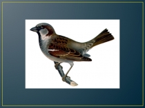 Презентация к НОД Рассказывание по картине Грачи прилетели старшая группа