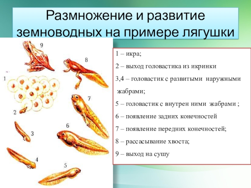 Как происходит размножение и развитие земноводных