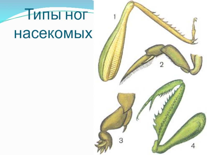 Типы конечностей. Конечности насекомых. Типы ног насекомых. Разнообразие конечностей насекомых.