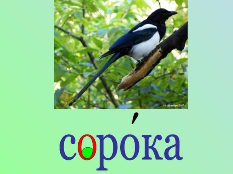 Слово 40. Сорока словарное. Сорока 1 класс. Сорока словарное слово 1 класс. Карточки сорока.