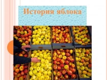 Презентация к Конференция История яблока