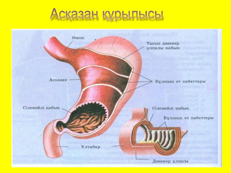 Асқорыту жүйесі презентация