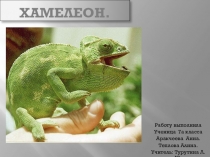 Презентация по биологии на тему  Пресмыкающие. Хамелион ( 7 класс)