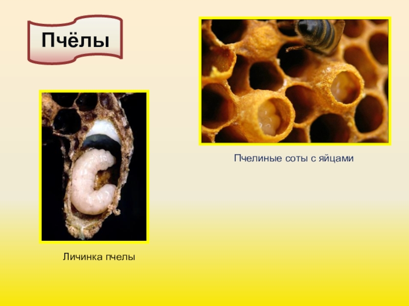 Пчелы презентация 7 класс по биологии
