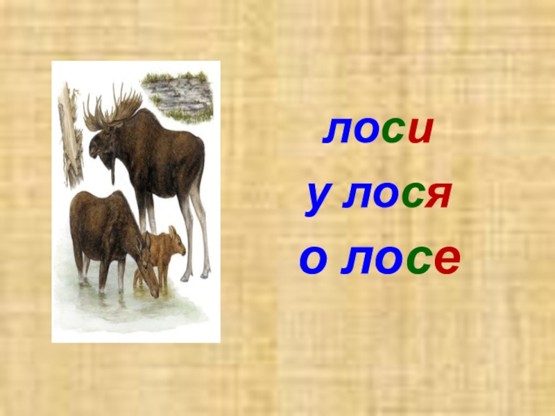 Слово лосиное. Лось презентация. Буква ь Лось. Лось части тела 1 класс. Схема слова Лось 1 класс в цвете.