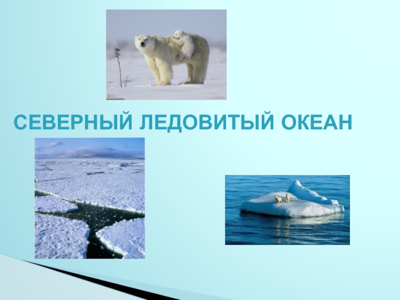 Обитатели северного океана. Животные Северного Ледовитого океана. Животные Северного Ледовитого океана презентация. Окружающий мир Северного Ледовитого океана. Вывод Северного Ледовитого океана.