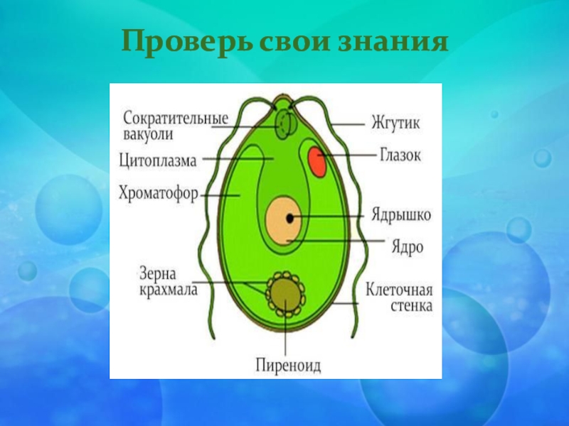 Хроматофор. Пиреноид у хламидомонады это. Пиреноиды у водорослей. Водоросли 6 класс биология. Пиреноид у хламидомонады это … 6класс.