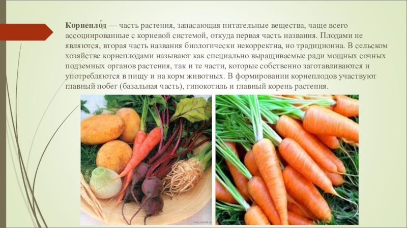 Морковь является растением. Запасание питательных веществ у корнеплодов. Функции корнеплода. Питательные вещества для растений.