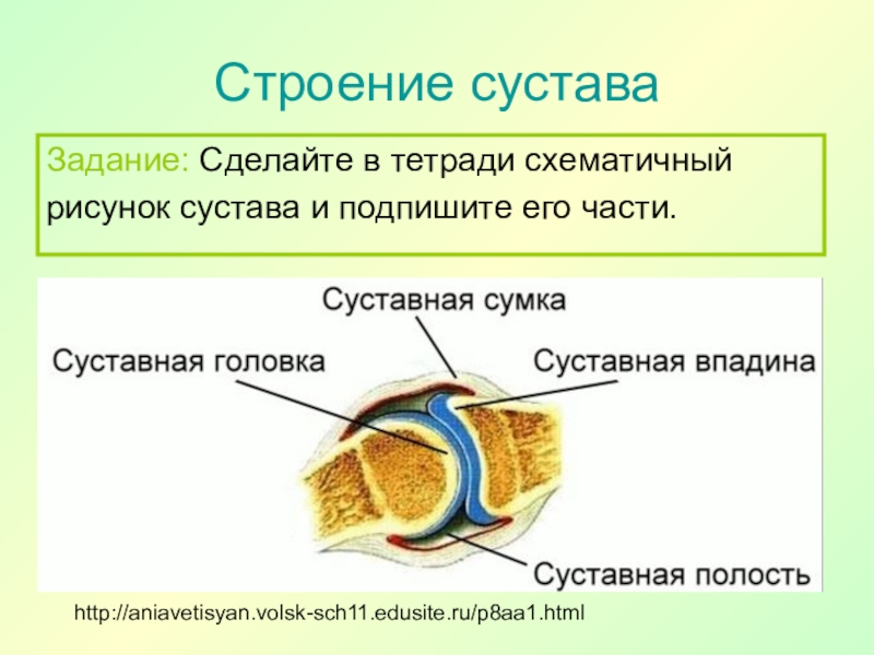 Рисунок сустава биология