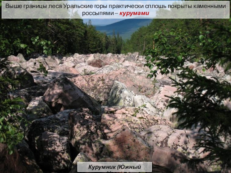 Выше границы леса Уральские горы практически сплошь покрыты каменными россыпями – курумамиКурумник (Южный Урал)