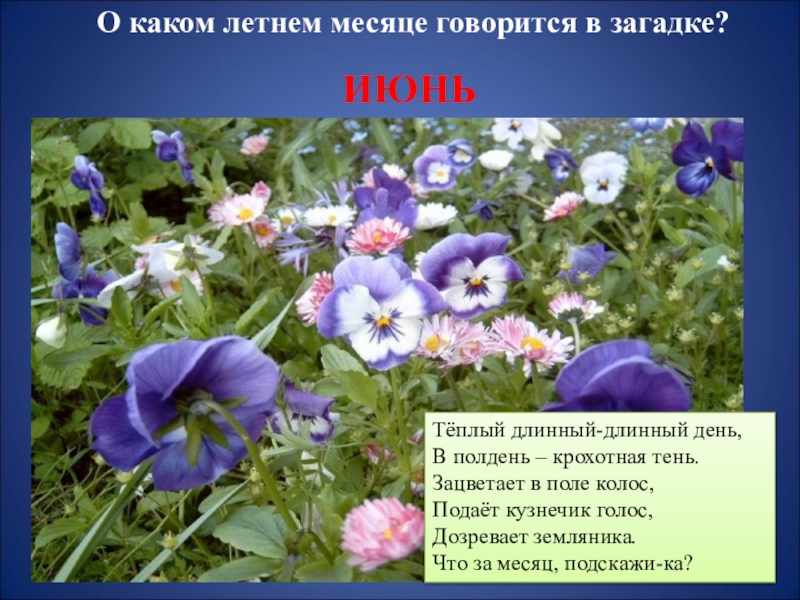 Прочитайте о каком цветке говорится в предложении. Загадки про июнь. Фиалка кузнечик фото и описание.