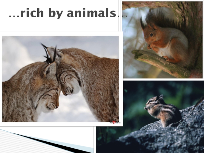 …rich by animals…