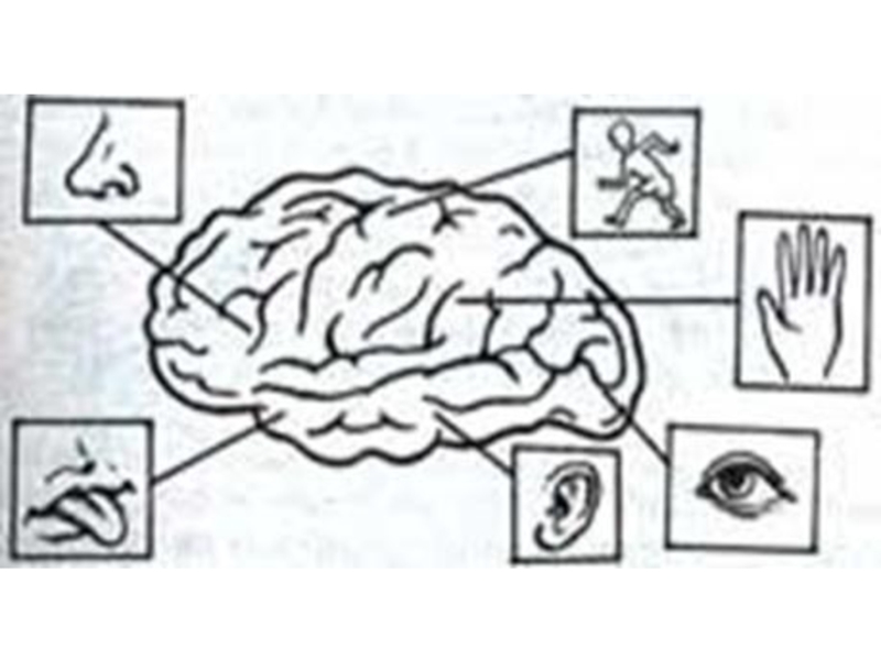 Мозг органы чувств. Органы чувств человека. Мозг и органы чувств. 5 Органов чувств и мозг. Органы чувств и мозг раскраска.
