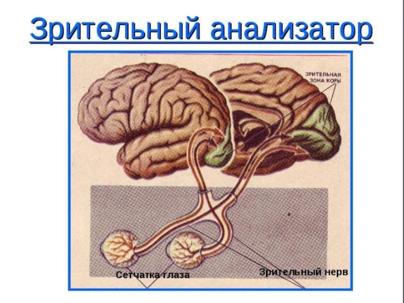 Зрительный анализатор презентация 8