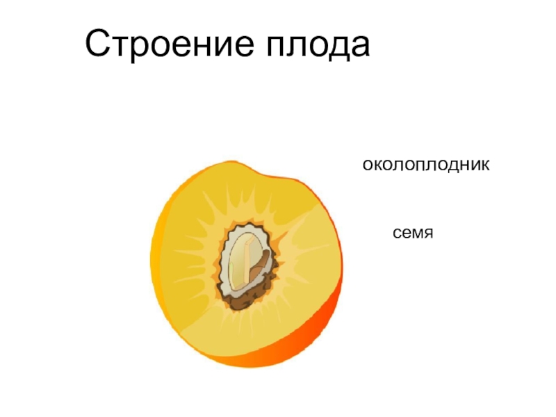 Околоплодник плода образуется из. Строение плода экзокарпий. Плод строение плода. Семена и околоплодник. Строение околоплодника.