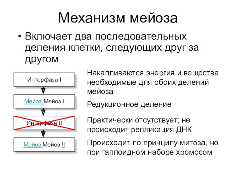 Презентация по теме мейоз 10 класс