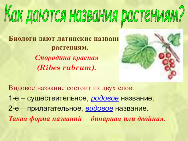Биологи дают латинские названия растениям.Смородина красная (Ribes rubrum).Видовое название состоит из двух слов:1-е – существительное, родовое название;2-е