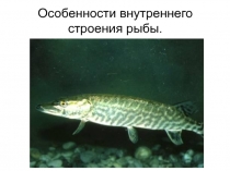 Презентация по биологии на тему Особенности внутреннего строения рыбы (7 класс)