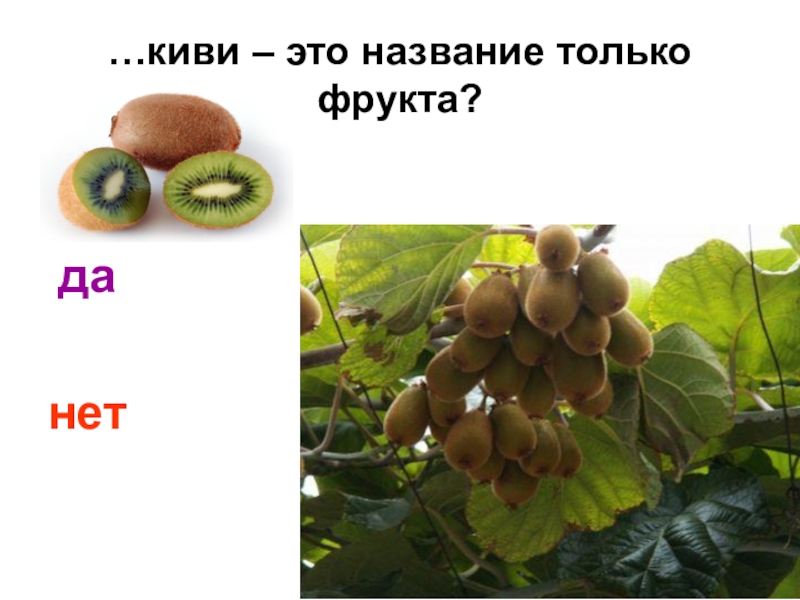 Род киви в русском. Киви. Киви он или оно. Киви это не название фрукта а компании. Кива.