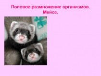 Презентация по биологии на тему Половое размножение организмов. Оплодотворение.