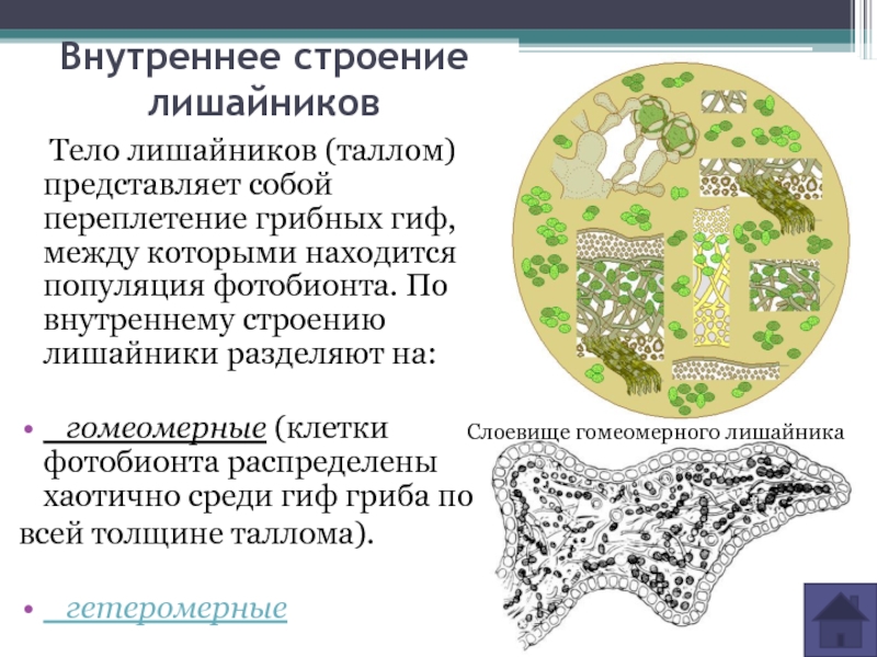 Тело представлено талломом листья