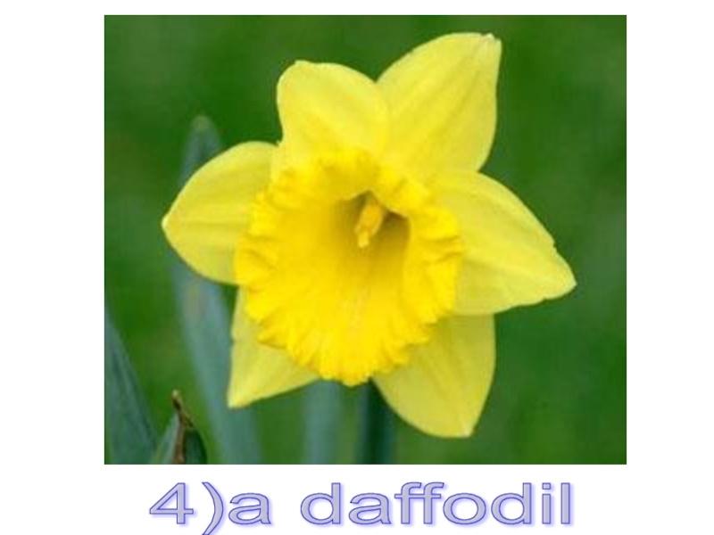 4)a daffodil