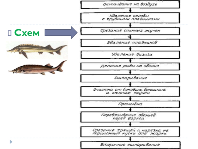 Обработка осетровой рыбы схема