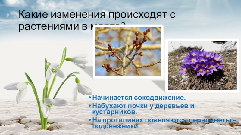 Изменения с приходом весны. Изменения растений весной. Изменения в жизни растений весной.