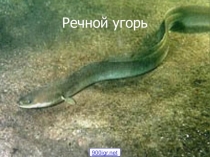 Презентация Особенности размножения рыб