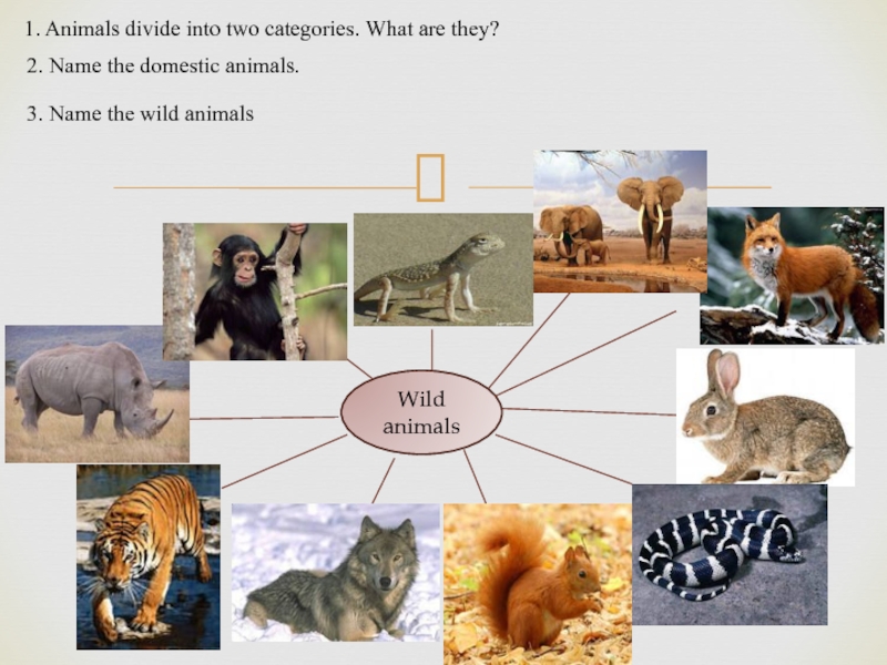 Wild animals 1. Animals divide into two categories. What are they?2. Name the domestic animals.3. Name