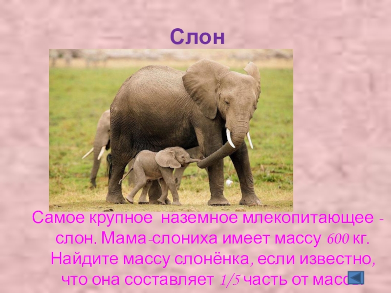 Есть мама у слоненка. Мама слониха. Млекопитающие слон. Слово слон. Мама слон папа слон Слоненок.