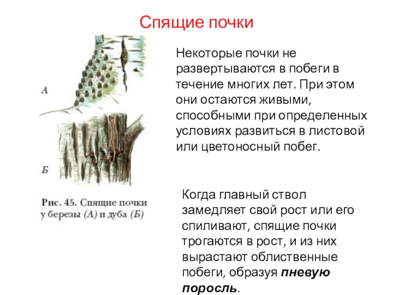 Презентация на тему побег и почки 6 класс биология