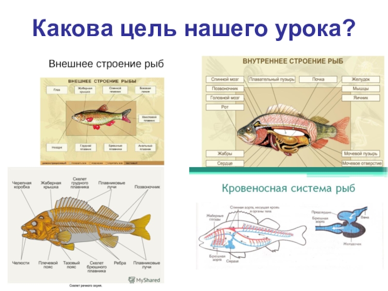 Презентация на тему рыбы 5 класс по биологии