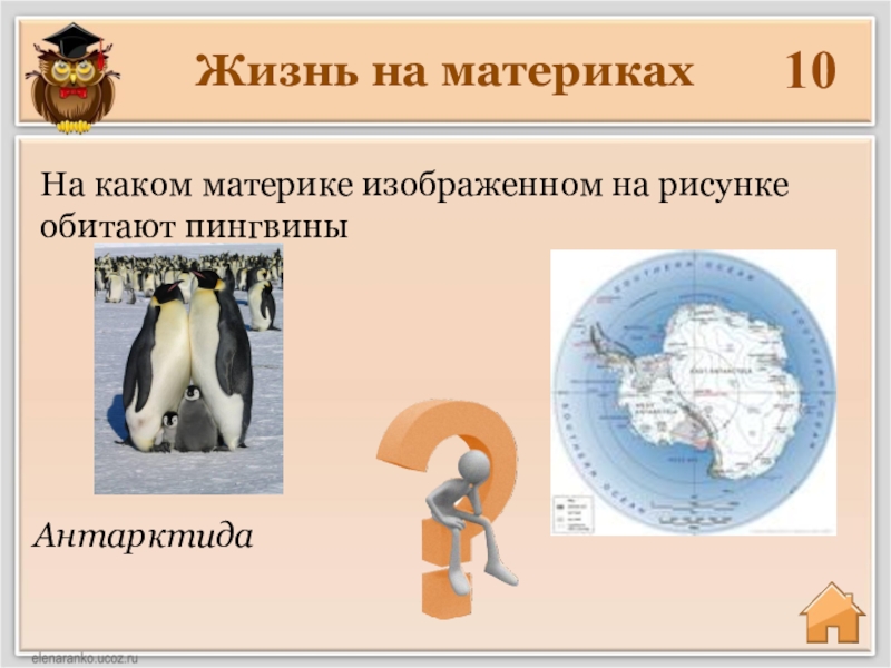 На каком материке живут пингвины укажите на рисунке на каком полушарии